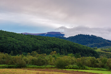 Obraz premium forest on the hill. mountainous rural landscape in autumn. cloudy morning