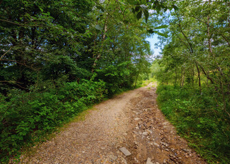 Fototapeta premium beautiful summer forest park with green trail. countryside landscape with fence along the path