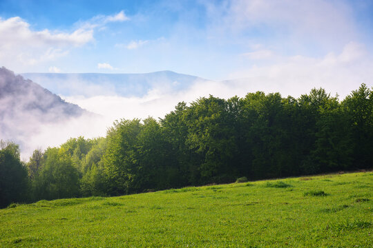 rural landscape with grassy meadows and pastures. grassy fields and hills. fog in the valley