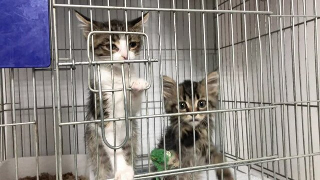 Homeless kittens in a cage in an animal shelter. Cute cat is waiting for adoption.