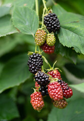 delicious and juicy blackberry fruits on a bush in the garden