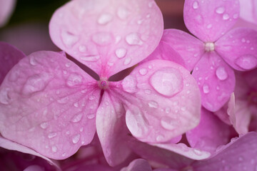 beautiful pink hydrangea flowers in the garden
