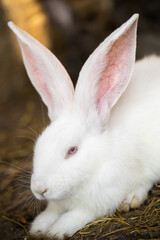 a beautiful white domestic rabbit is grazing and walking in the enclosure outdoors