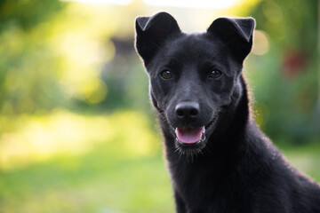 portrait of a beautiful young black dog with a blurred background