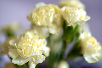 White cloves flower, closeup, blurred background