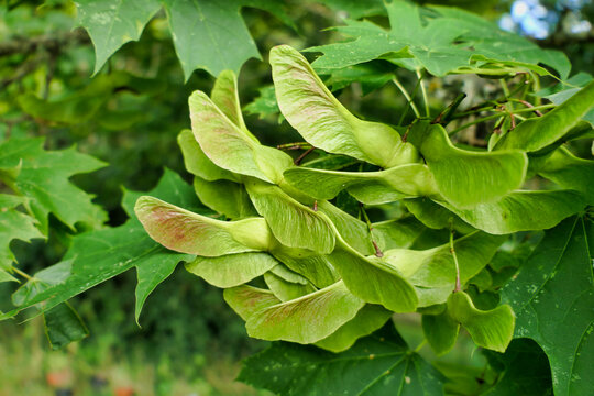 Keys of the Norway Maple Tree (Acer platanoides) 