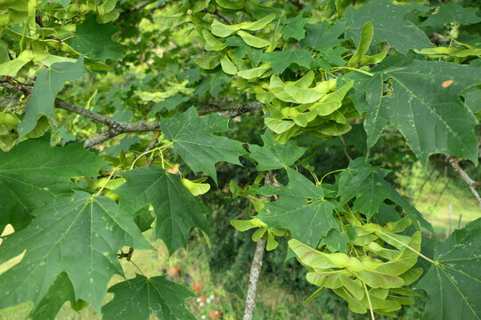 Keys of the Norway Maple Tree (Acer platanoides) 