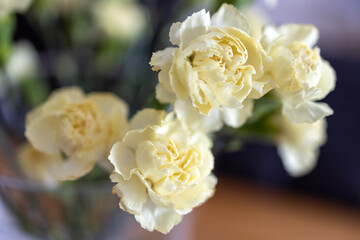 White cloves flower, closeup, view from the side, blurred background