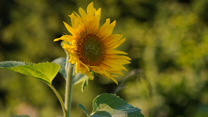Close-up of a yellow sunflower flower in a field.Beautiful natural baner,rural fields and...