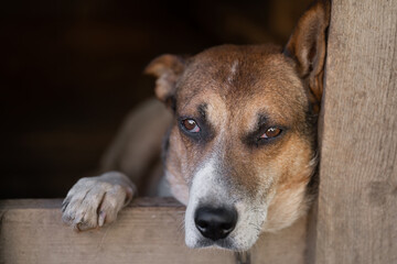 A lonely and sad guard dog on a chain near a dog house outdoors.