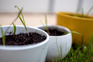 Pots with plants on the green grass with a little spider