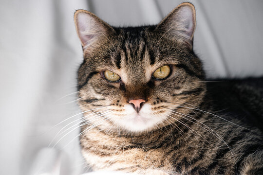 A striped cat lies on a white background, looks at the camera, plays with a toy, shows teeth, bites. Photo of a cat close up, from above. The breed is a mongrel. Beautiful cat.