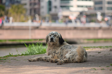 Portrait of a stray dog ​​standing in the street
