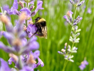 Hummel