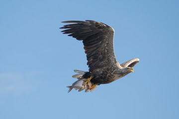 White tailed eagle - haliaeetus albicilla - in flight with caught fish with spread wings isoalated...