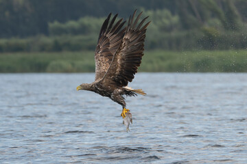 White tailed eagle - haliaeetus albicilla - in flight with caught fish with spread wings on blue water and green vegetation in background. photo from Szczecin Lagoon in Poland.	