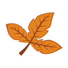 Fototapeta na wymiar Dry orange leaves on twig isolated on white background. Falling leaves vector illustration. Autumn, season concept