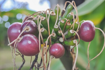 cherries on the tree