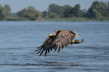  White tailed eagle - haliaeetus albicilla - in flight with caught fish with spread wings with blue...