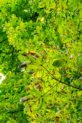 Obraz premium Viele welke Blätter an Kastanienbaum