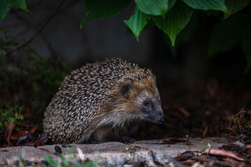 A hedgehog is looking for food at dusk