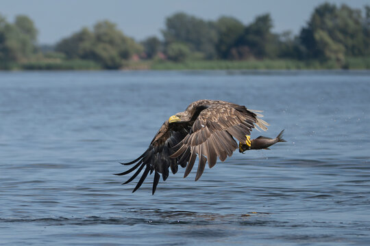  White tailed eagle - haliaeetus albicilla - in flight with caught fish with spread wings with blue water and green vegetation in background. photo from Szczecin Lagoon in Poland.