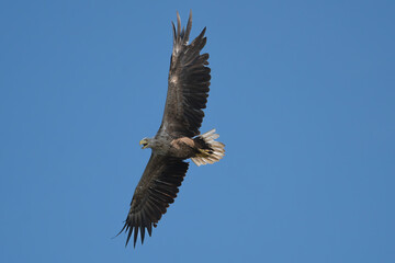 White tailed eagle - haliaeetus albicilla - in flight with spread wings isolated with blue sky in...