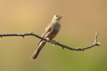 Fototapeta premium Ortolan, ortolan bunting - Emberiza hortulana perched at light brown green background. Photo from Ognyanovo in Dobruja, Bulgaria.