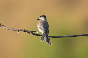 Sombre tit - Poecile lugubris perched at green brown background. Photo from Ognyanovo in Dobruja, Bulgaria.