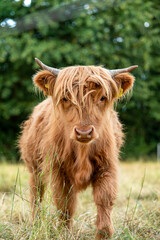 Schottisches Hochlandrind | Rind | Kuh