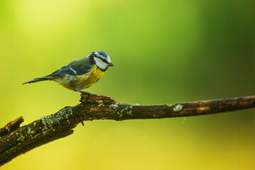 Eurasian blue tit (Cyanistes caeruleus) portrait with green background