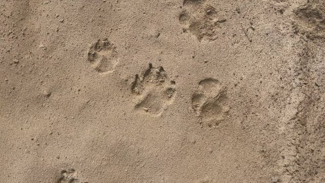 Traces of the paws of a large dog in the sand. Panorama