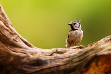 The crested tit or European crested tit (Lophophanes cristatus) (formerly Parus cristatus)