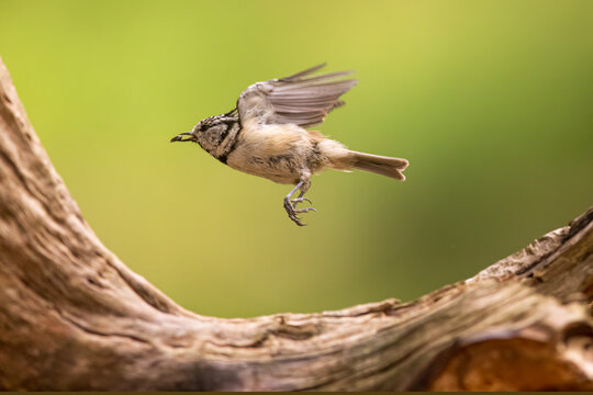 The crested tit or European crested tit (Lophophanes cristatus) (formerly Parus cristatus) flies away with the seed