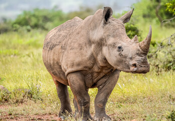 Portrait of an African white Rhinoceros or Rhino or Ceratotherium simum also know as Square lipped Rhinoceros in a South African game reserve