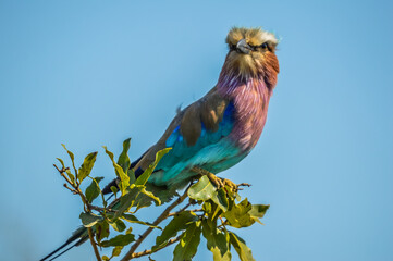 African lilac breasted roller (fork-tailed roller, lilac-throated roller, Mosilikatze's roller) is national bird of Kenya , isolated and perched on a tree - obrazy, fototapety, plakaty