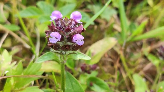 Common self-heal (Prunella vulgaris), a herbaceous perennial from the mint family. 