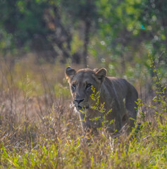 Lion during African safari in Kruger national park