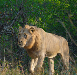 Lion during African safari in Kruger national park
