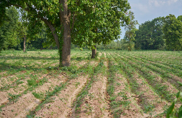 Rows of cassava plants growing on a farm in Thailand.