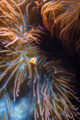 Fototapeta premium Ein Clownfisch treibt vor einer Anemone