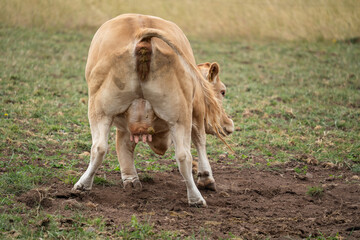 Brown european cow bends down on the ground while defecating