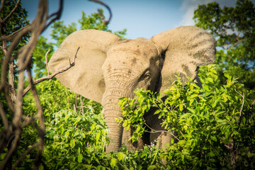 Elefant Afrika in Ghana Mole National Park im Sommer tagsüber