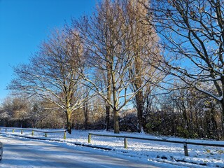 trees in winter