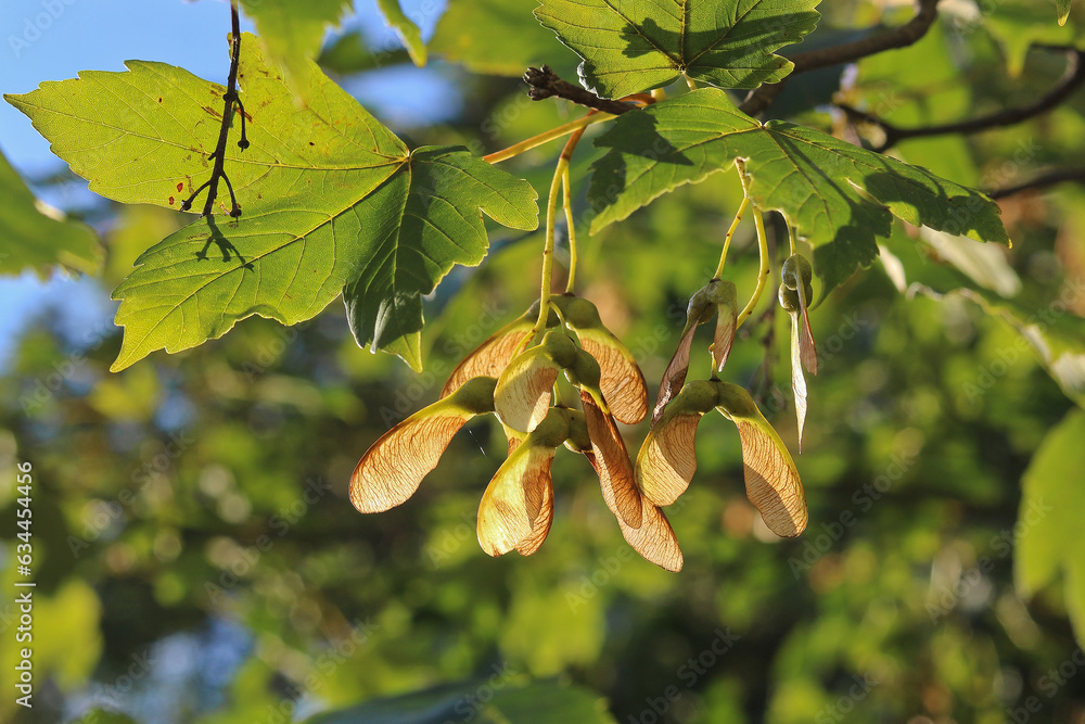 Wall mural detail of a branch of maple with fruits at the end of summer
