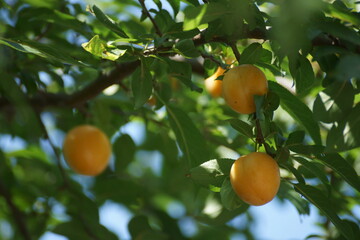 Among the green leaves are round yellow berries,
 Cherry plum, I want to tell you that I'm sorry
 Silence, old houses
 Sprinkled on the arch, white plaster will open the wall. 
