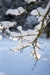 Schnee auf den Ästen eines Baumes im Schwarzwald
