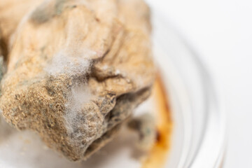 Mold on food macro on a white background. The danger of mold, stale products.