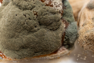 Mold on food macro on a white background. The danger of mold, stale products.