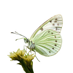 A close up of a butterfly on a transparent background